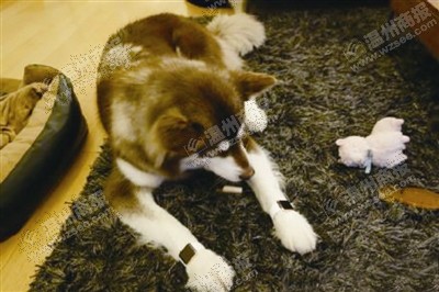 說到蘋果表，昨天的網(wǎng)友大為感嘆：人比人，氣死人了。不！是人比狗，氣死人。