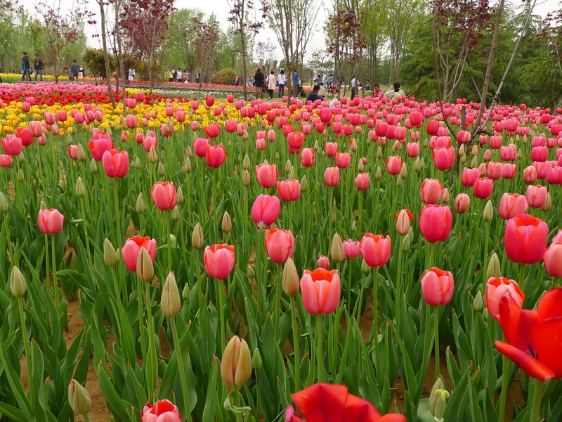 粽子節(jié)遇上兒童節(jié)，你想好去哪了么？