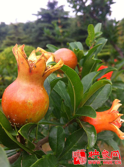 中國(guó)?鄭州首屆河陰石榴花文化旅游節(jié)開(kāi)幕