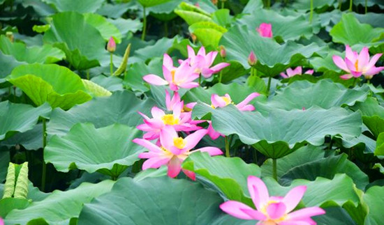 第八屆中國(guó)·淮陽(yáng)龍湖賞荷旅游月開幕 為期兩個(gè)月