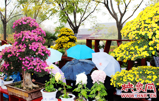 天好、花美 中國(guó)開封第32屆菊花文化節(jié)延長(zhǎng)一周