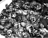 衛(wèi)生部:禁售織紋螺(海絲螺) 衛(wèi)生部:禁售織紋螺(海絲螺)