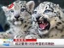 我國(guó)宣布：成功繁育1對(duì)珍貴雪豹雙胞胎