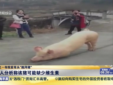 浙江一寺院前有頭“跪拜豬”：有人分析稱(chēng)該豬可能缺少維生素