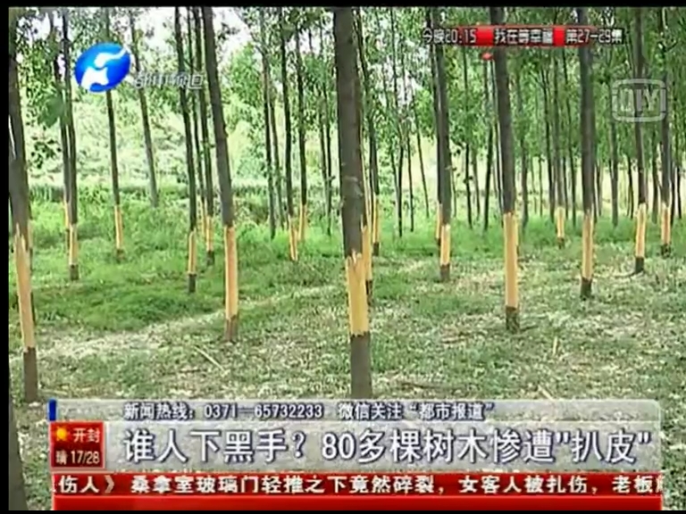 80多棵樹被“扒皮” 誰痛下黑手？
