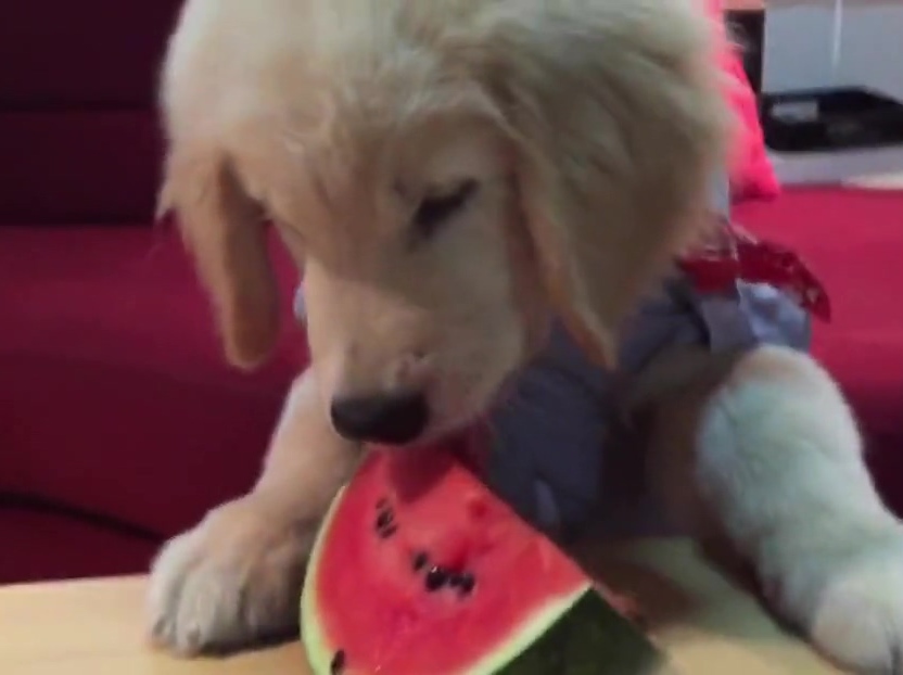 超萌金毛啃西瓜！夏天來了汪星人也要消暑??！
