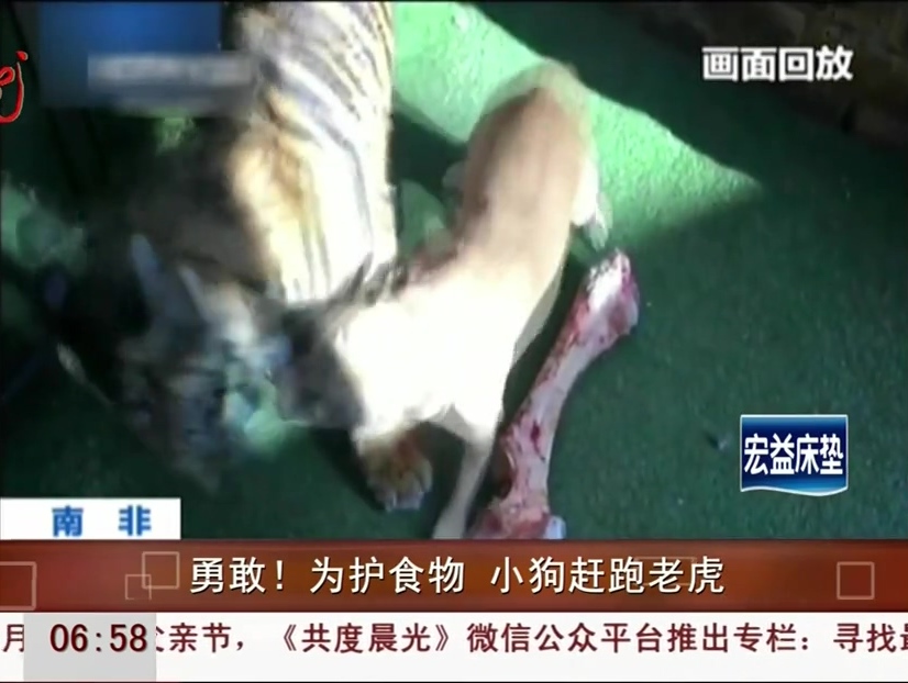 勇敢！為護(hù)食物 小狗趕跑老虎