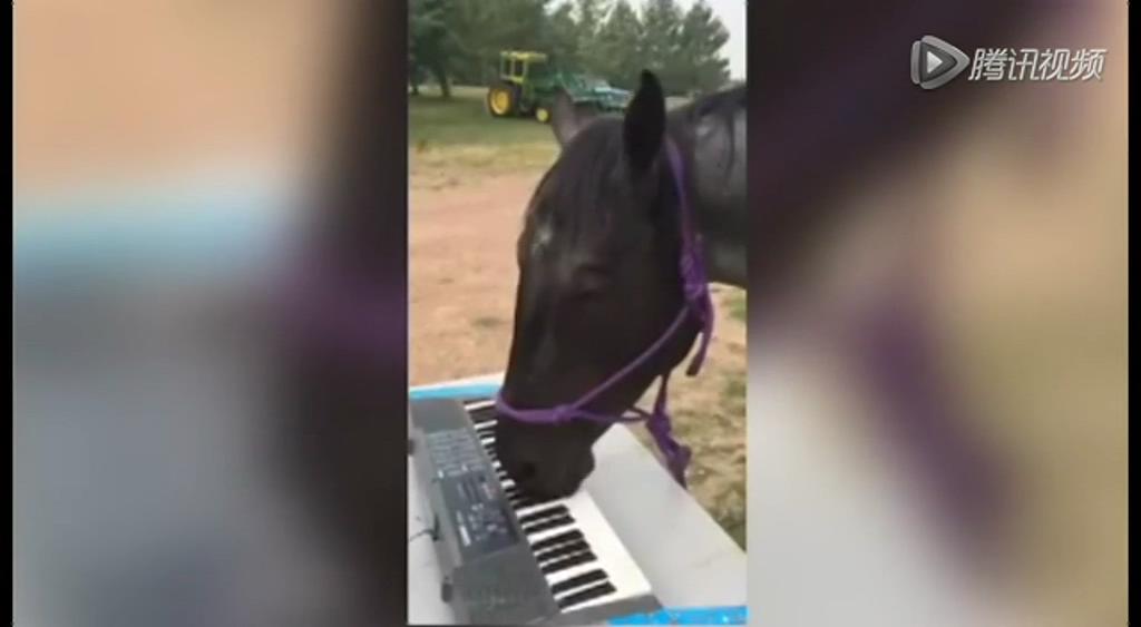 這只逆天的馬會彈琴！
