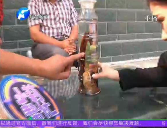 神奇！泡酒人參發(fā)芽長樹葉