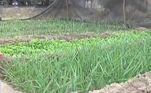 生態(tài)廊道變菜園 誰(shuí)干的？