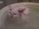 喜歡在盆里暖浴喵咪！這貨太懶了