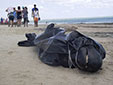 海洋環(huán)境惡化？巴西30鯨魚擱淺