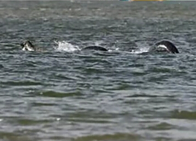 尼斯湖水怪又現(xiàn)？ 清晰照引熱議