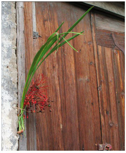 端午節(jié)時(shí)，百姓將菖蒲懸于家門(mén)，企盼驅(qū)病避邪