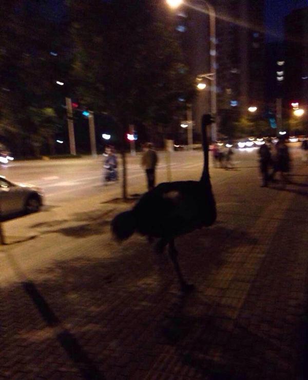 北京4只鴕鳥(niǎo)上街"遛彎" 狂奔速度超汽車