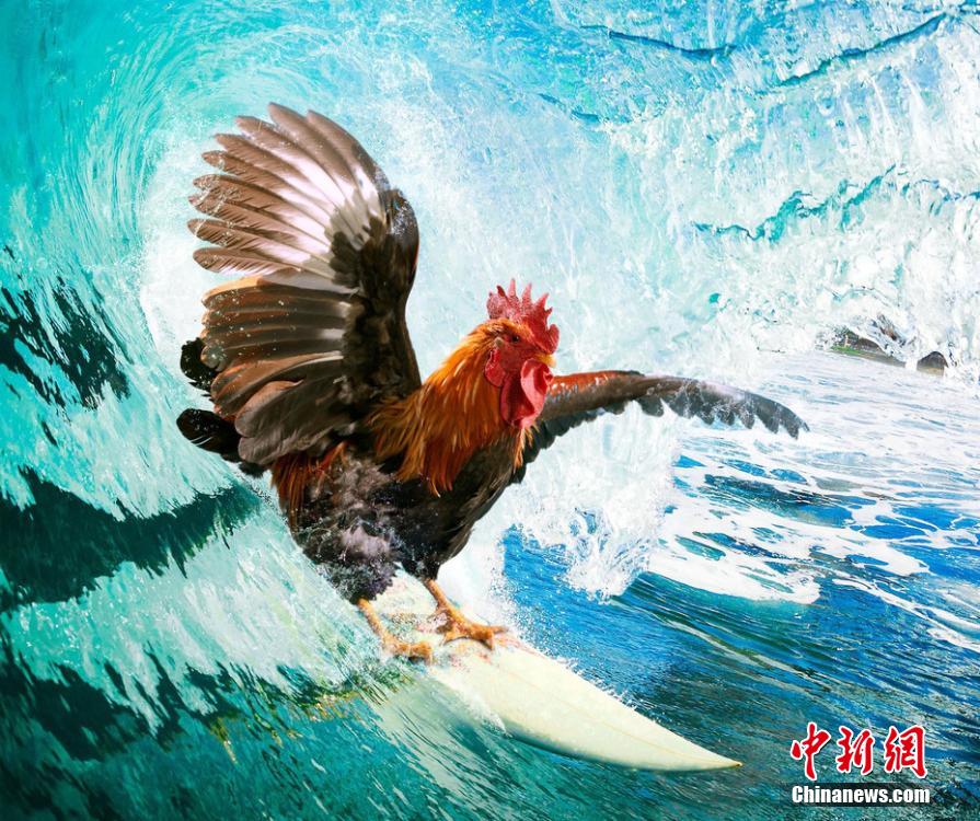 有趣！英國一公司推出公雞日歷