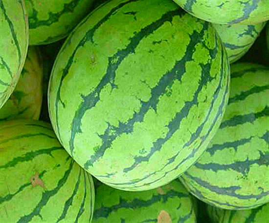 河南特產 汴梁西瓜